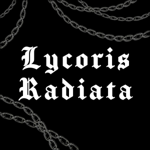 Lycoris Radiata