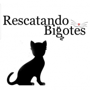 Rescatando Bigotes